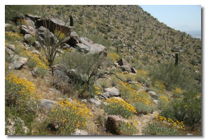 S 008   Hiking Trail View